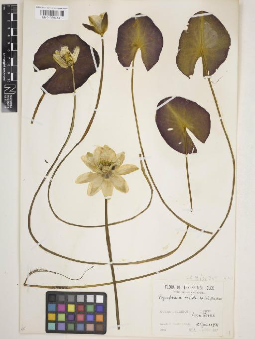 Nymphaea alba subsp. occidentalis (Ostenf.) Hyl. - 013863331