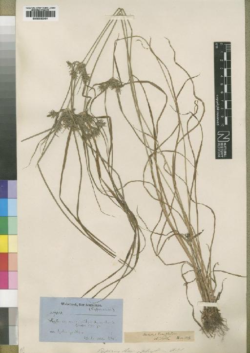 Mariscus tanyphyllus (Ridl.) C.B.Clarke - BM000922491