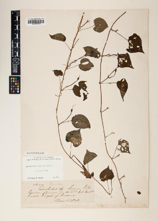 Ipomoea pedicellaris Benth. - 000953189