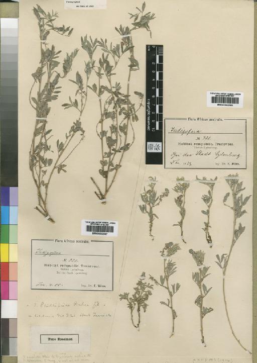 Indigofera angustifolia Baker f. - BM000842987