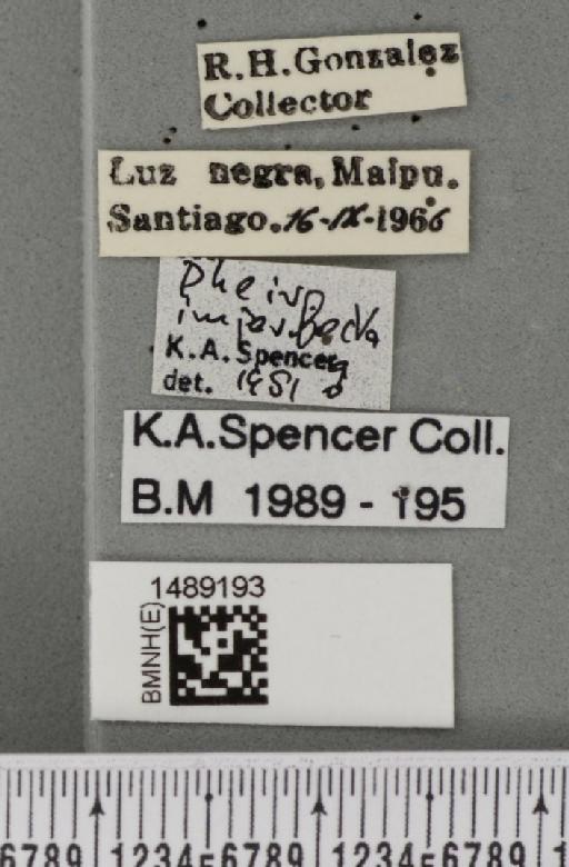 Phytoliriomyza imperfecta (Malloch, 1934) - BMNHE_1489193_label_52716