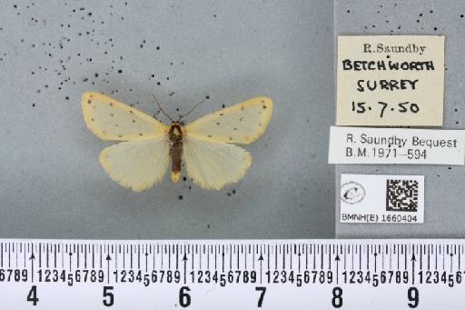 Setina irrorella (Linnaeus, 1758) - BMNHE_1660404_258840