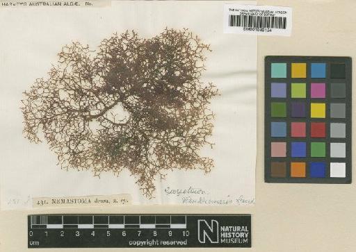 Helminthocladia densa (Harv.) F.Schmitz & Hauptfl. - BM001039154