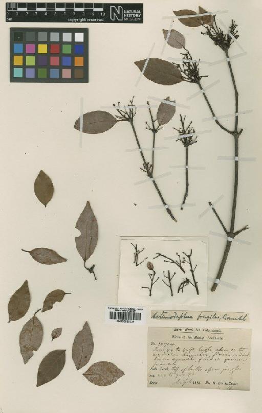 Actinodaphne fragilis Gamble - BM000799239