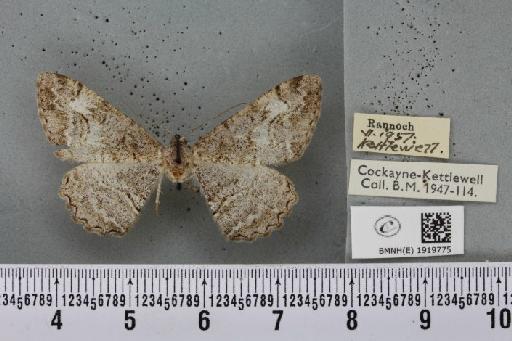 Alcis repandata muraria Curtis, 1826 - BMNHE_1919775_475651