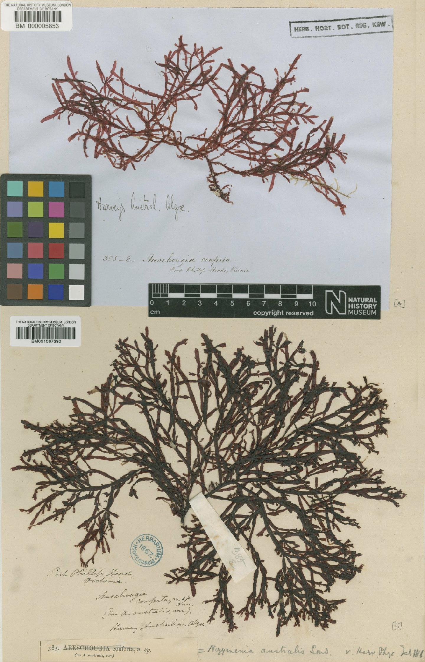 To NHMUK collection (Nizymenia australis Sond.; TYPE; NHMUK:ecatalogue:2287794)