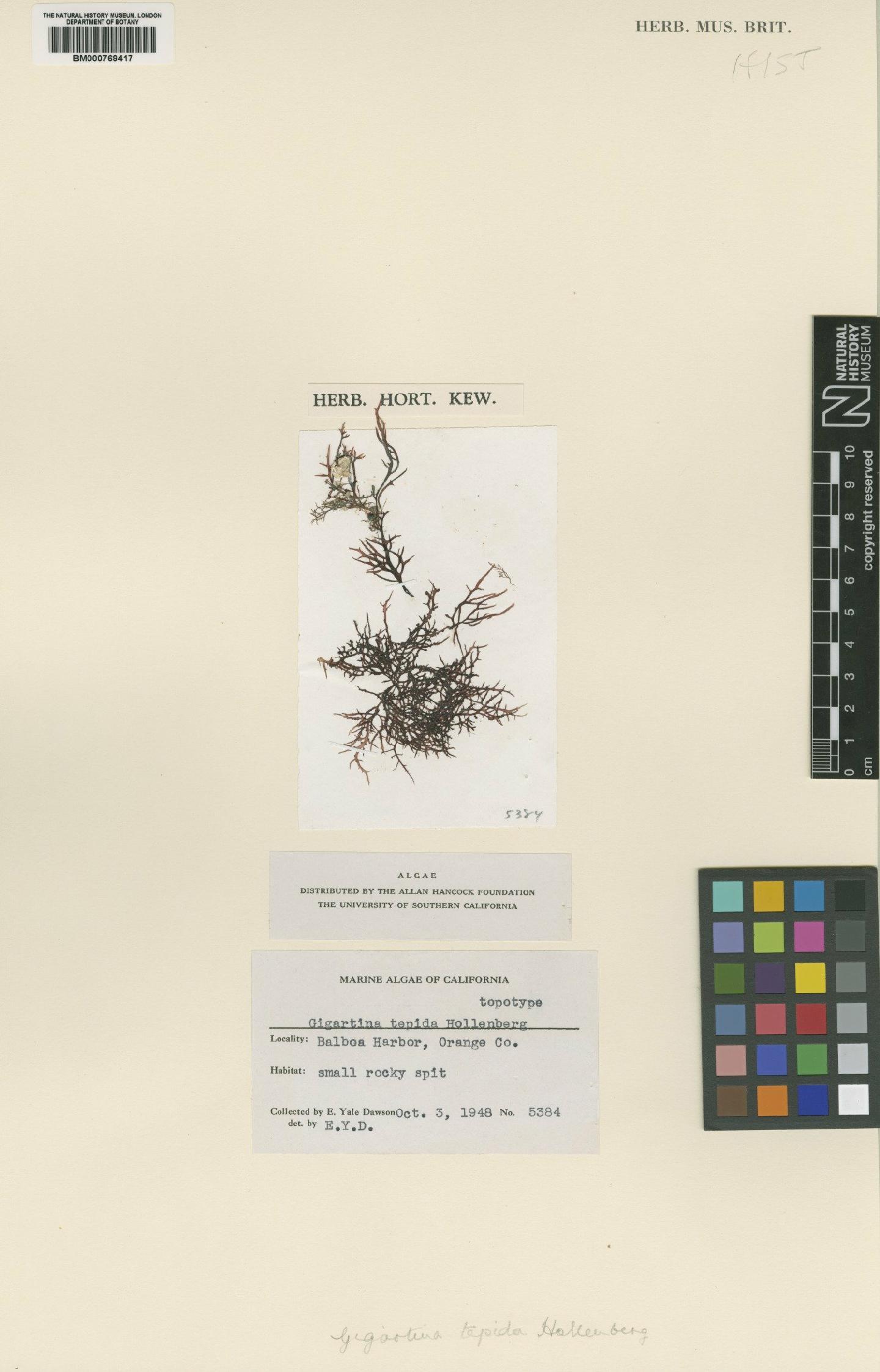 To NHMUK collection (Gigartina tepida Hollenburg; TYPE; NHMUK:ecatalogue:4519273)