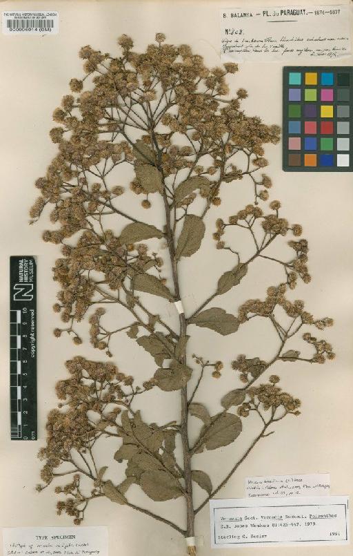 Vernonia brasiliana (L.) Druce - BM000096014