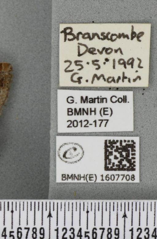 Xanthorhoe spadicearia (Denis & Schiffermüller, 1775) - BMNHE_1607708_label_310363