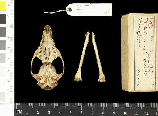 Metachirus opposum crucialis Thomas, 1923 - 1847.11.22.15_Skull_Ventral