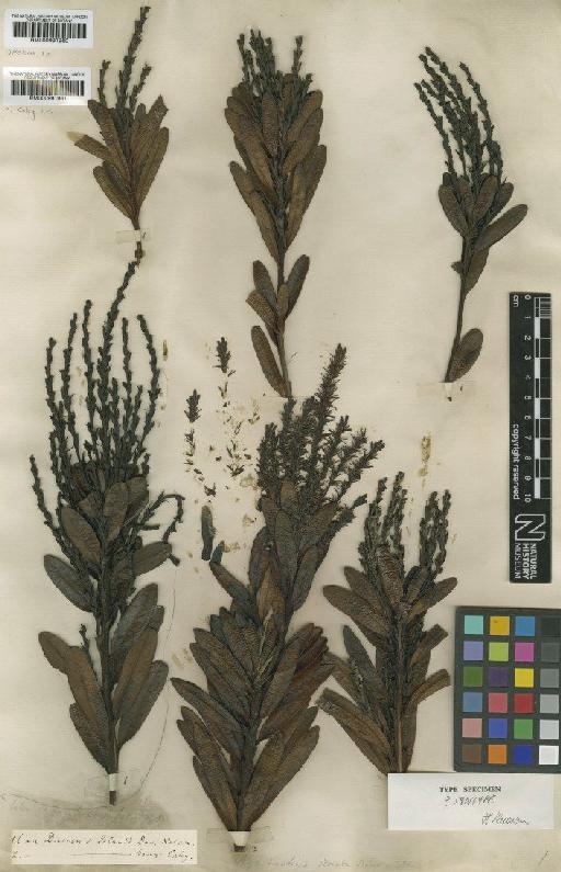 Agastachys odorata R.Br. - BM000991960