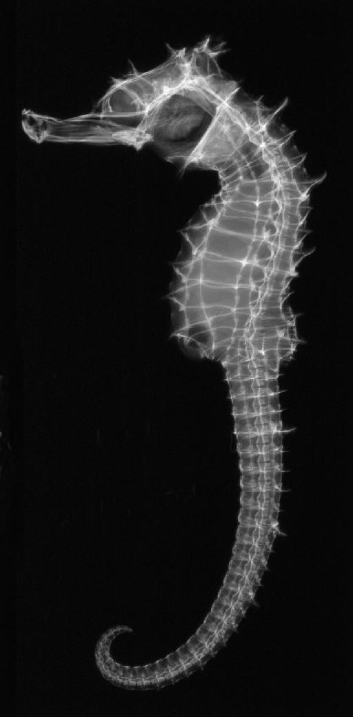 Hippocampus villosus Günther, 1880 - BMNH 1879.5.14.464 - Hippocampus villosus HOLOTYPE Radiograph
