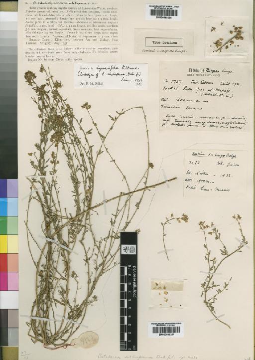 Crotalaria hyssopifolia Klotzsch - BM000843268