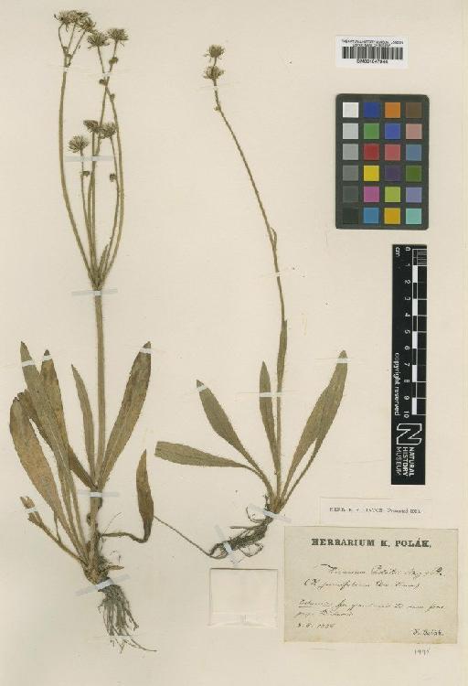 Hieracium anchusoides subsp. polakianum Nägeli & Peter - BM001047944