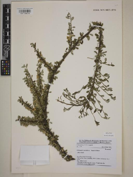 Cotoneaster astrophoros J.Fryer & E.C.Nelson - BM013848245
