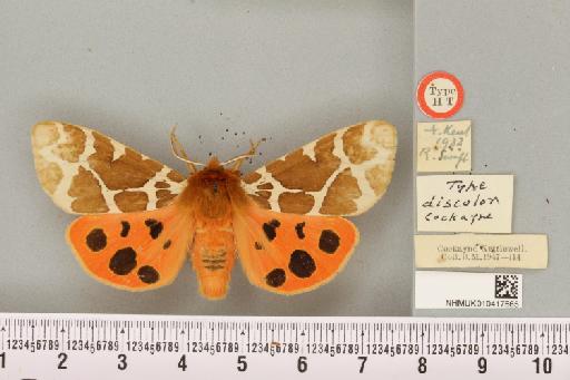 Arctia caja ab. discolor Cockayne, 1949 - NHMUK_010417665_530104