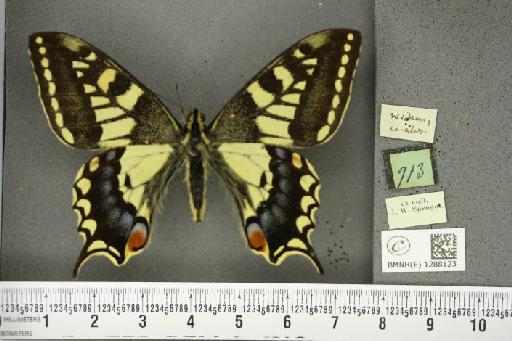 Papilio machaon britannicus Seitz, 1907 - BMNHE_1288123_126905