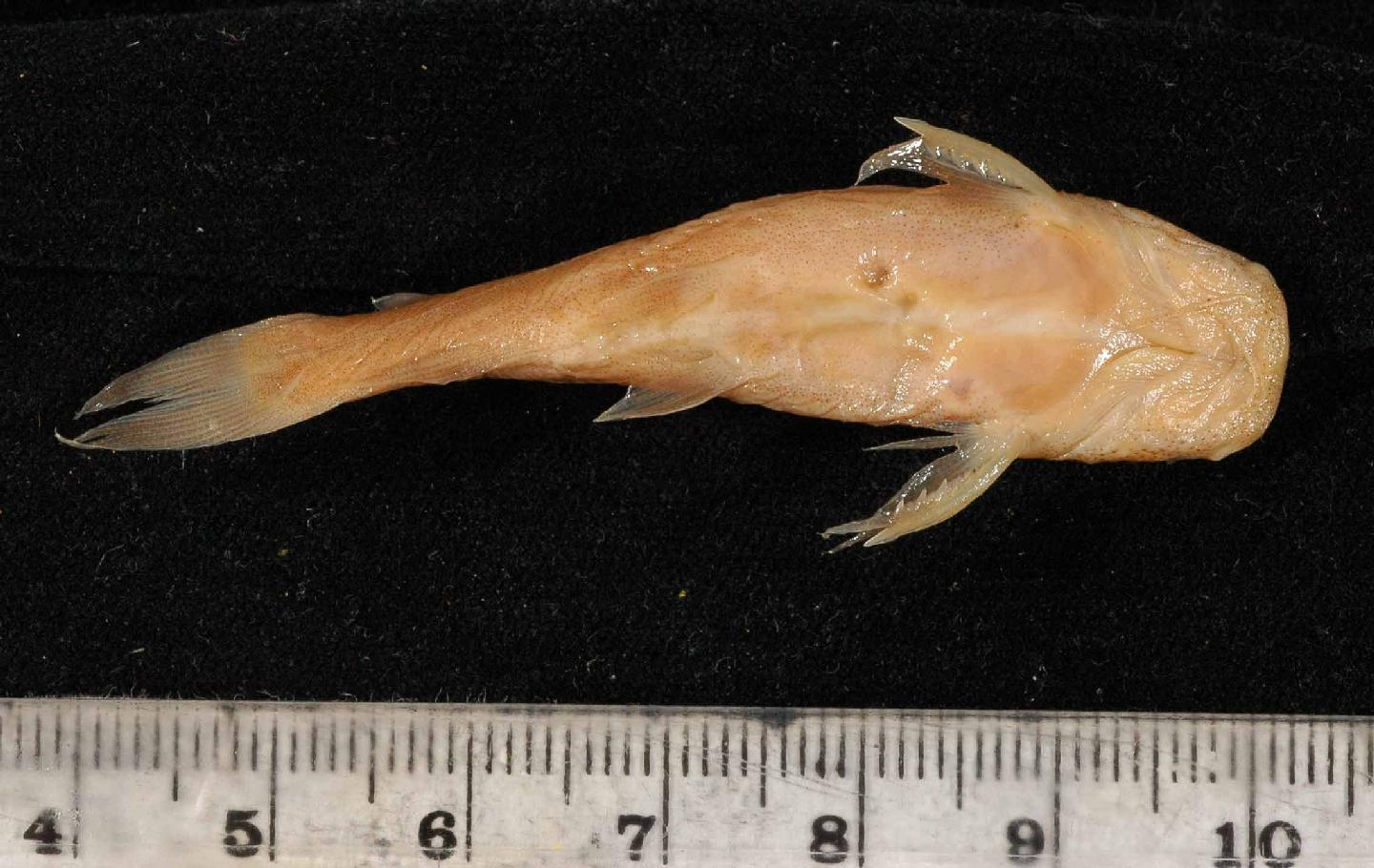 To NHMUK collection (Chrysichthys platycephalus Worthington & Ricardo, 1937; SYNTYPE(S); NHMUK:ecatalogue:2515479)