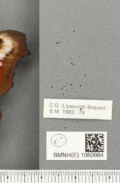 Aglais io (Linnaeus, 1758) - BMNHE_1060984_label_21474