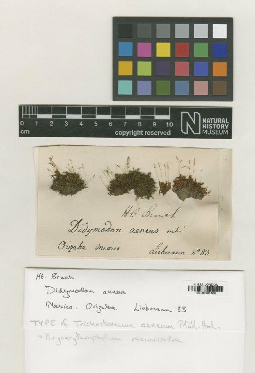 Bryoerythrophyllum recurvirostrum (Hedw.) Chen - BM000960168_a