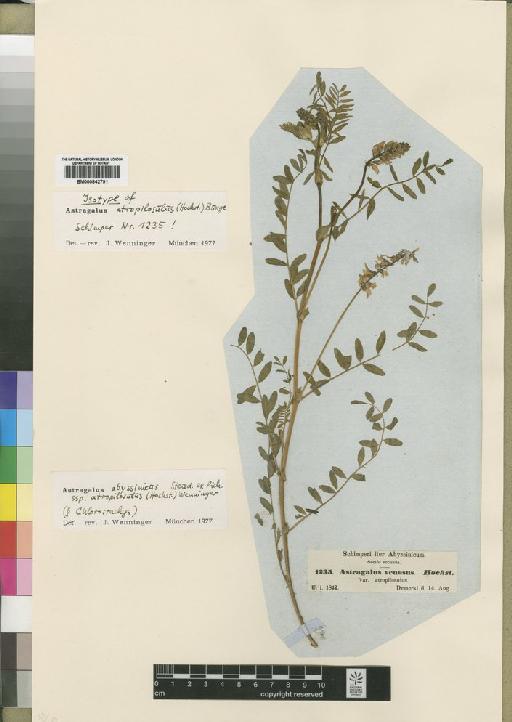 Astragalus abyssinicus subsp. atropilosulus (Hochst.) Wenn. - BM000842791