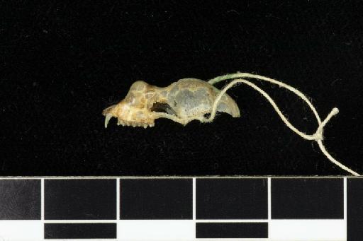 Rhinolophus klossi Andersen, 1918 - 1918_8_2_2-Rhinolophus_klossi-Holotype-Skull-lateral