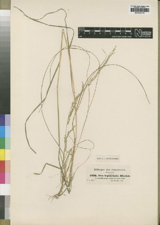 Poa leptoclada Hochst. ex A.Rich. - BM000922778