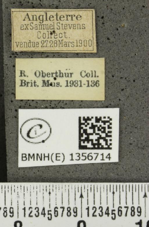 Thymelicus lineola (Ochsenheimer, 1808) - BMNHE_1356714_label_160379
