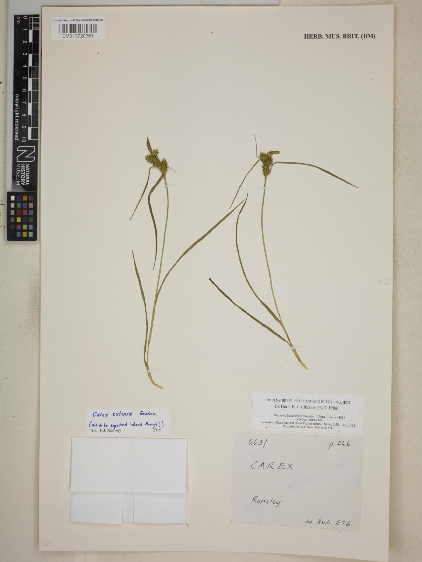 To NHMUK collection (Carex extensa Gooden.; NHMUK:ecatalogue:9039432)