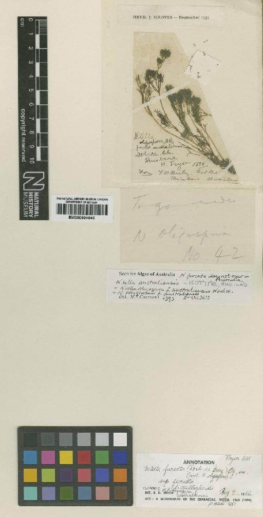 Nitella australiensis (Nordst. ex F.M.Bailey) C.Agardh - BM000904646