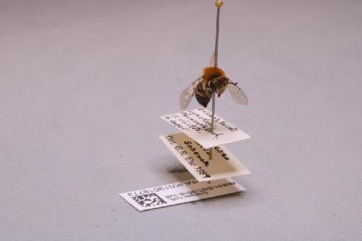 Colletes similis Schenck, 1853 - 013618773_additional_4