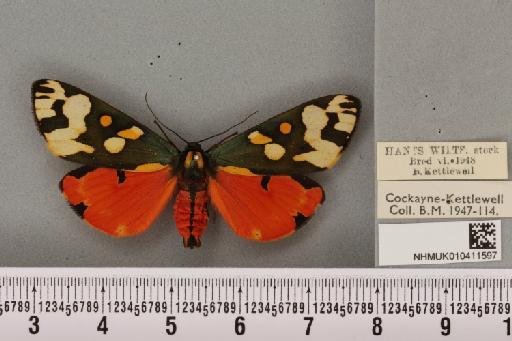 Callimorpha dominula (Linnaeus, 1758) - NHMUK_010411597_521427