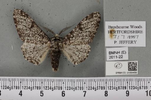 Biston betularia (Linnaeus, 1758) - BMNHE_1930450_492566