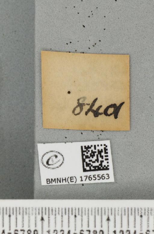 Chloroclysta siterata (Hufnagel, 1767) - BMNHE_1765563_a_label_346803