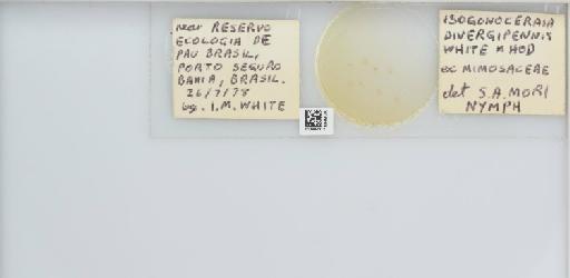Isogonoceraia divergipennis White & Hodkinson, 1980 - 013482912_117198_1146273_157792_NonType_result