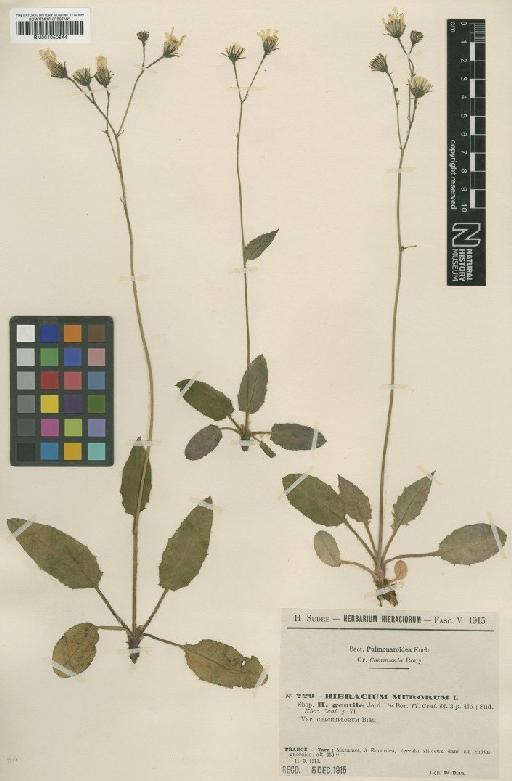 Hieracium murorum subsp. gentile Jord. - BM001050844