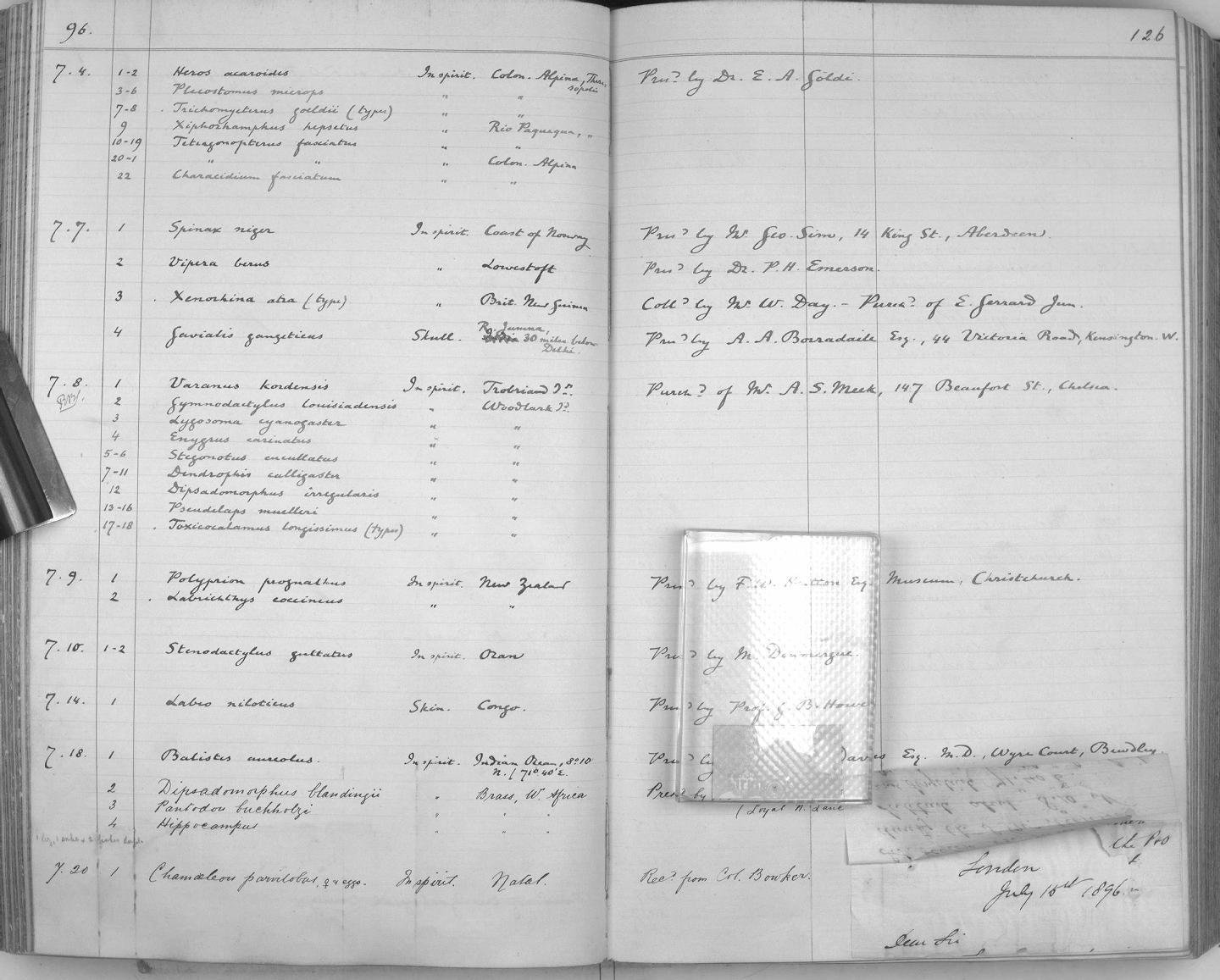 Zoology Accessions Register: Reptiles & Fishes: 1893 - 1903: page 126