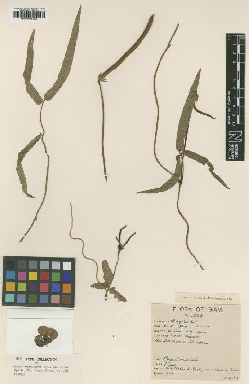 Vigna vexillata (L.) A.Rich. - BM000958623