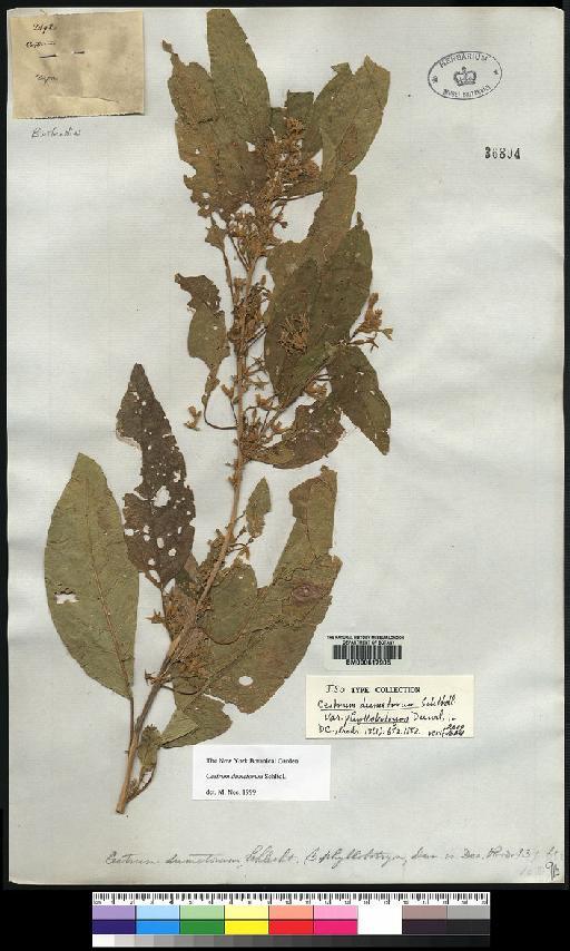 Cestrum dumetorum var. phyllobotryon - Spruce - BM000617905