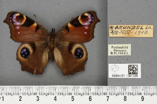 Aglais io (Linnaeus, 1758) - BMNHE_1061336_21978