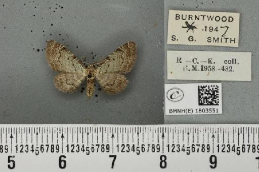 Pasiphila debiliata ab. obscurevirescens Lempke, 1951 - BMNHE_1803551_378914