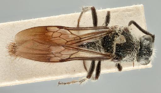 Mutilla oculifera Smith, F., 1855 - 010819771_Traumatomutilla_oculifera_holotype_dorsal