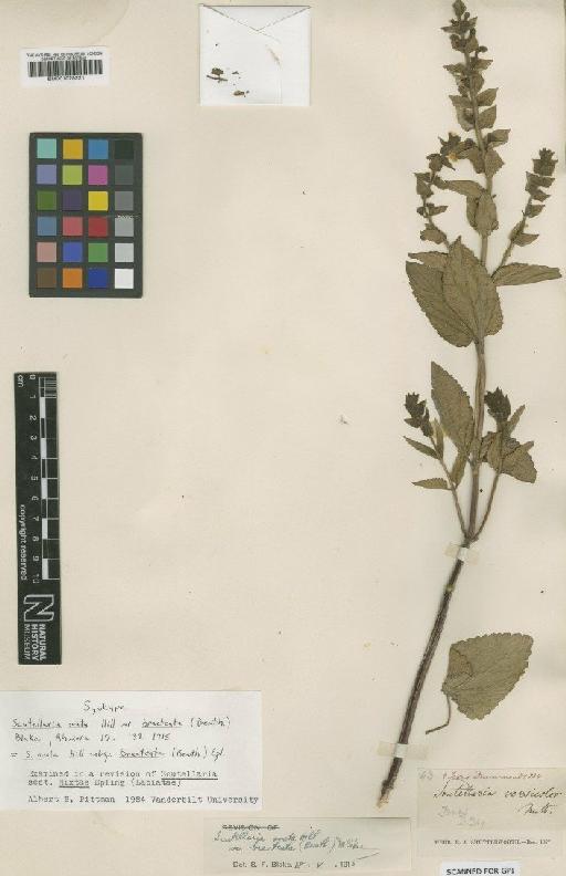 Scutellaria ovata var. bracteata (Benth.) S.F.Blake - BM001025221