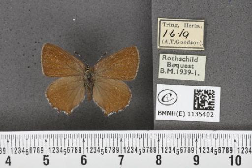 Callophrys rubi rubi (Linnaeus, 1758) - BMNHE_1135402_93516