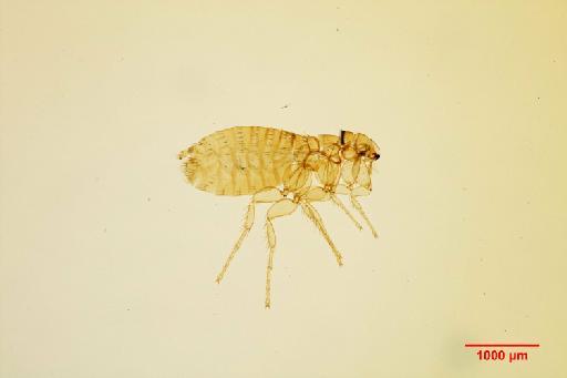 Myodopsylla wolffsohni wolffsohni Rothschild, N. C., 1903 - 010179197_specimen