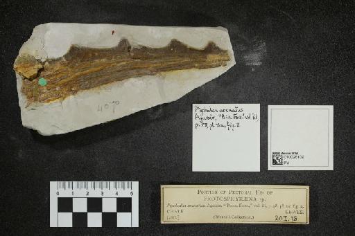 Protosphyraena Leidy, 1857 - 010028109_L010097572_(1)