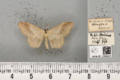 Idaea aversata (Linnaeus, 1758) - BMNHE_1594669_297929