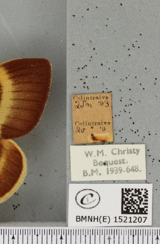 Lasiocampa quercus quercus (Linnaeus, 1758) - BMNHE_1521207_label_195939