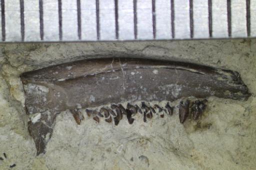 Amblotherium nanum (Owen, 1871) - NHMUK PV OR 47745