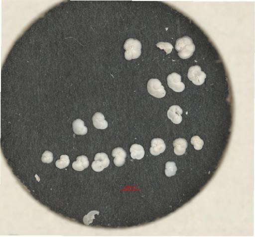 Globorotalia menardii (d'Orbigny) - ZF5766